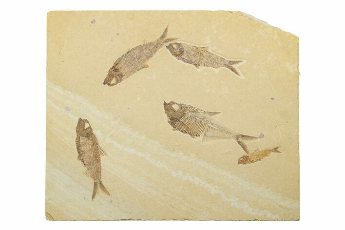 Multiple Detailed Fossil Fish Plate - Wyoming #240457